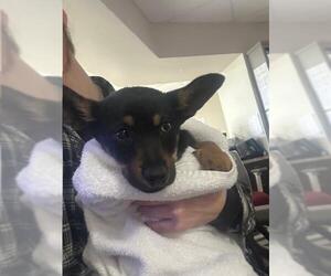 German Shepherd Dog-Unknown Mix Dogs for adoption in Pasadena, TX, USA