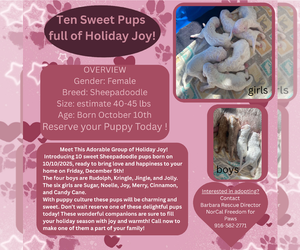 Mutt Dogs for adoption in Rancho Cordova, CA, USA