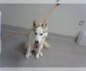 Siberian Husky-Unknown Mix Dogs for adoption in Pasadena, TX, USA