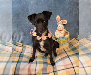 Rat Terrier Dogs for adoption in FRAMINGHAM, MA, USA