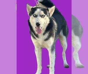 Siberian Husky Dogs for adoption in San Antonio, TX, USA