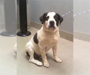 Saint Bernard-Unknown Mix Dogs for adoption in Las Vegas, NV, USA