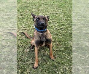 Mutt Dogs for adoption in Riverside, CA, USA