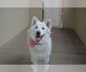 Huskies -Unknown Mix Dogs for adoption in McKinney, TX, USA