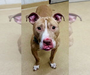 American Pit Bull Terrier Dogs for adoption in Derwood, MD, USA