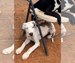 Great Dane-Unknown Mix Dogs for adoption in Bullard, TX, USA