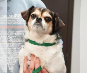Pug Dogs for adoption in Woodside, NY, USA