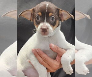 Mutt Dogs for adoption in Royal Palm Beach, FL, USA