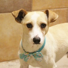 Chihuahua Dogs for adoption in Las Vegas, NV, USA