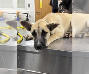 Akita-German Shepherd Dog Mix Dogs for adoption in Forestville, MD, USA