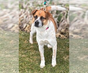 Beagle-Unknown Mix Dogs for adoption in Batavia, NY, USA