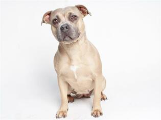 Staffordshire Bull Terrier Dogs for adoption in Burbank, CA, USA
