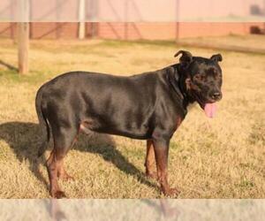 Rottweiler-American Pit Bull Terrier Dogs for adoption in Grovetown, GA, USA