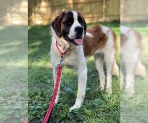 Saint Bernard Dogs for adoption in Brooklyn Center, MN, USA