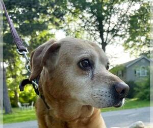 Labrador Retriever Dogs for adoption in Rootstown, OH, USA