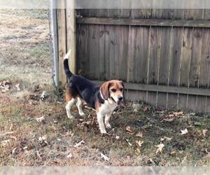 Beagle Dogs for adoption in Westminster, MD, USA
