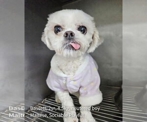 Mal-Shi Dogs for adoption in Agoura Hills, CA, USA