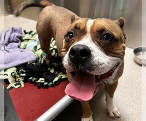 American Pit Bull Terrier Dogs for adoption in Denver, CO, USA