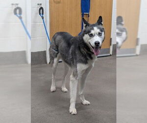 Siberian Husky Dogs for adoption in Forestville, MD, USA
