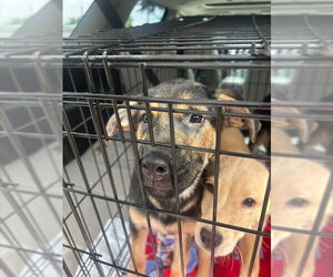 Golden Retriever-Unknown Mix Dogs for adoption in Stockton, CA, USA