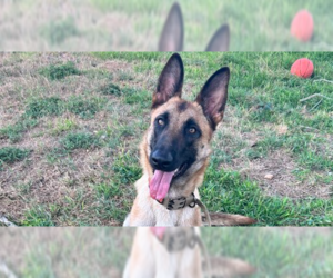 Mutt Dogs for adoption in Imlay City, MI, USA