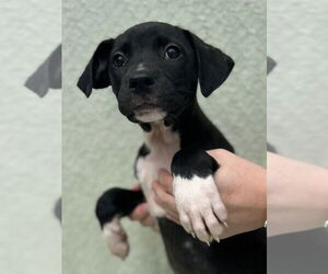 American Pit Bull Terrier-Unknown Mix Dogs for adoption in Texas City, TX, USA