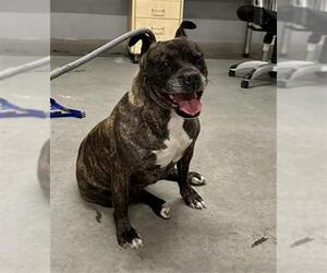 Bull-Boxer Dogs for adoption in Camarillo, CA, USA