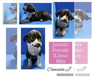 Chug Dogs for adoption in Virginia Beach, VA, USA