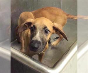 Redbone Coonhound Dogs for adoption in Conroe, TX, USA