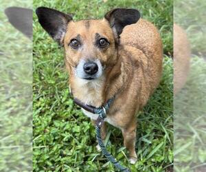 Chihuahua-Unknown Mix Dogs for adoption in Fort Lauderdale, FL, USA