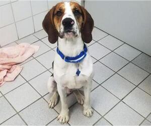 Treeing Walker Coonhound Dogs for adoption in Canfield, OH, USA