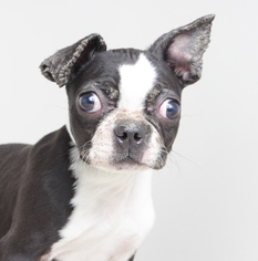 Boston Terrier Dogs for adoption in Eden Prairie, MN, USA