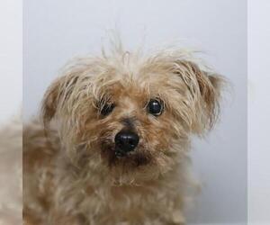 Mutt Dogs for adoption in San Antonio, TX, USA
