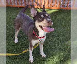 American Pit Bull Terrier-Unknown Mix Dogs for adoption in Las Vegas, NV, USA