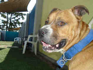Medium Photo #13 American Pit Bull Terrier Puppy For Sale in Stockton, CA, USA