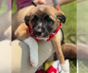 Mutt Dogs for adoption in Warrenton, VA, USA