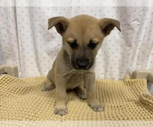 German Shepherd Dog Dogs for adoption in Modesto, CA, USA