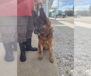 German Shepherd Dog Dogs for adoption in Linton, IN, USA