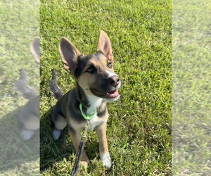 Siberian Husky Dogs for adoption in San Leon, TX, USA