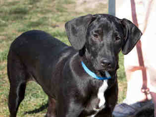 Labrador Retriever Dogs for adoption in Maumee, OH, USA