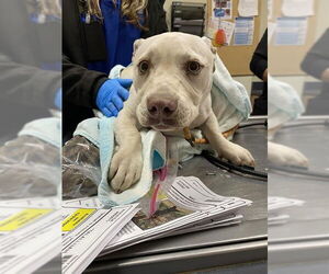 Chihuahua-Unknown Mix Dogs for adoption in Modesto, CA, USA