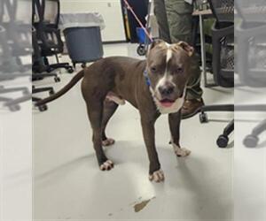 American Pit Bull Terrier Dogs for adoption in Temple, TX, USA
