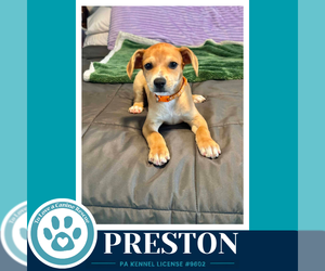 French Bullhuahua Dogs for adoption in Kimberton, PA, USA
