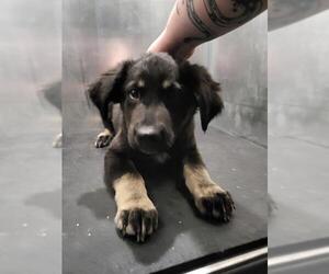 Rottweiler-Unknown Mix Dogs for adoption in San Antonio, TX, USA