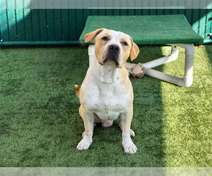 Mutt Dogs for adoption in Pasadena, CA, USA