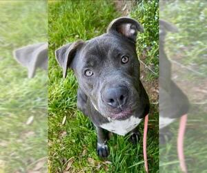 American Pit Bull Terrier-Unknown Mix Dogs for adoption in Sacramento, CA, USA