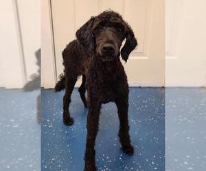 Goldendoodle Dogs for adoption in Wilmington, DE, USA