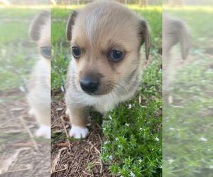 Mutt Dogs for adoption in Pacolet, SC, USA