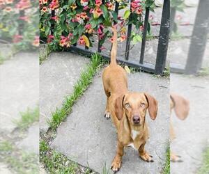 Dachshund-Unknown Mix Dogs for adoption in Plano, TX, USA