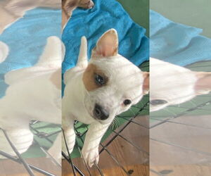 Mutt Dogs for adoption in Garden City, NY, USA